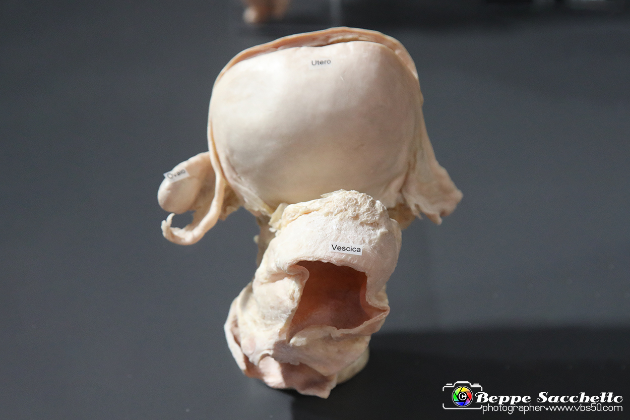 VBS_3169 - Feto di tre mesi nell'utero - Mostra Body Worlds.jpg
